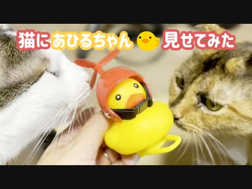 猫にあひるちゃん見せてみた