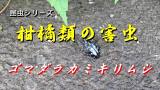 昆虫シリーズ　柑橘類の害虫　ゴマダラカミキリムシ