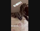 【 #フクロモモンガ 】ちゃんと朝散歩するのですよ？！ #おはモモンガ #モモンガ  #shorts #sugerglider #animal #pet #ペット #動物 #小動物 #ムササビ
