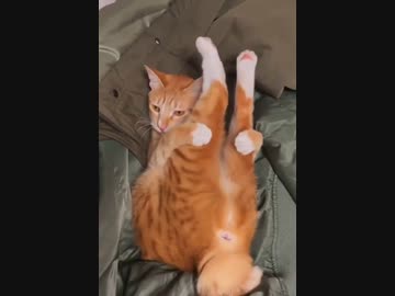 ホモと見るケツマンおっぴろげる猫