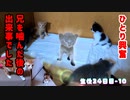 歩く練習をしていた子猫が突然興奮状態に！よくあるんです。