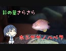 つづみの10秒おさかな解説#16　ホシササノハベラ