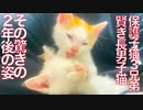 賢き保護子猫、巣立って2年後の成長と縁
