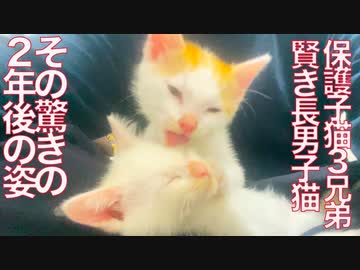 賢き保護子猫、巣立って2年後の成長と縁