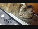 拾いねこ＠生後4118日目　冬季限定）動画内で抱っこされてる月音さん映される。