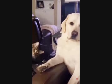 ホモと見る猫にビビりまくるイッヌ