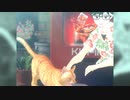 【声素材】ねこがいます