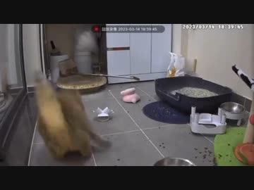 ホモと見る毛づくろい中に大パニックに陥る猫