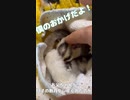 【 #フクロモモンガ 】父の飼い方？息子のジコジコが減った！ #おはモモンガ #モモンガ  #shorts #sugerglider #animal #pet #ペット #動物 #小動物 #ムササビ