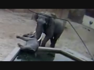 ホモと見る子供を池に落とす陰キャ