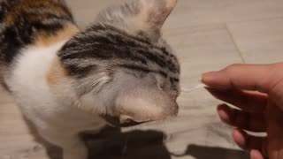 【マンチカンの子猫】びびちゃんの大好きな新鮮なおやつ｜びびちゃんねる