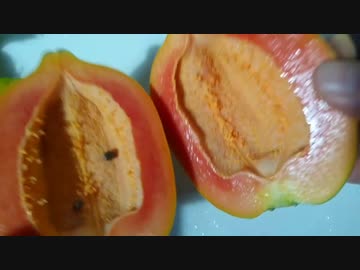 第4期カツドンチャンネル　石垣島から南国フルーツの贈り物を戴きましたのでレビューします✊□❗