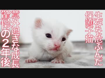 生存を危ぶんだ保護子猫、2年後の驚愕の姿