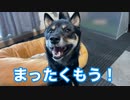 【黒豆柴こてつ】（ボクこて）お散歩が嫌いな先輩柴 - 4ヶ月半才の子犬ビーグルちゃんに先輩風を吹かした件