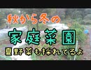 11月の家庭菜園の様子