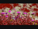 『空の下に咲く花』FROM長山・知由理｜Chiyuri-Nagayama