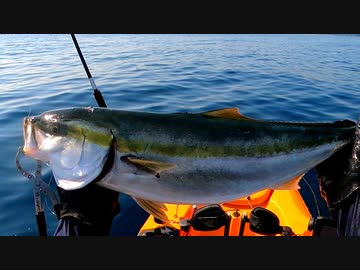 【VOICEROIDフィッシング】楽しいカヤックフィッシング #21 ブリ()
