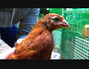 【ぴ】ニワトリをウズラ小屋に入れると・・・