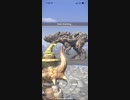 モンスターハンターNOW ボルボロス　★4