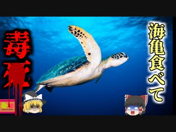 【2016年】ご馳走のはずの"ウミガメ"料理で40人が食中毒 うち8名が4亡…頭痛嘔吐高熱の地獄の症状に襲われた原因は「海藻」？【ゆっくり解説】