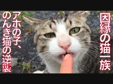 のんき猫とアホの子、因縁の猫一族の逆襲