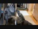 ぽっぴっぽーなムクさん