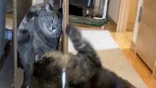 ぽっぴっぽーなムクさん