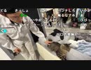 【勇者トロ】庭DIYキングギドラvs大ちゃんきむらしたれめえ魔王勇者　最後の抜根。2023年11月15日