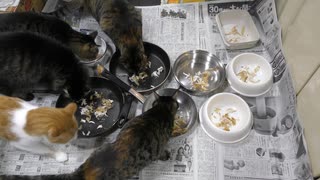 今週のおやつ（本隊）【蒼民家の猫々】