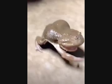 ホモと見る体を触るとすごい嫌がるカエル