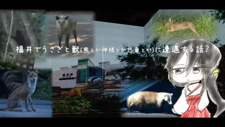 福井でうさぎと獣(熊とか神様とか恐竜とか)に遭遇する話？