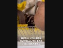 【 #フクロモモンガ 】威嚇する赤ちゃんと祖父・曽祖父！ #おはモモンガ #モモンガ  #shorts #sugerglider #animal #pet #ペット #動物 #小動物 #ムササビ