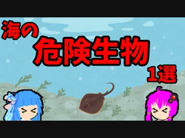 【VOICEROID解説】ゆかり先輩と見る危険生物【海編⑦】