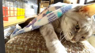 のんびり寝ていた猫にハプニング