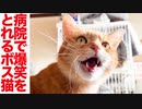 新薬で復活のボス猫、病院で爆笑をかっさらう