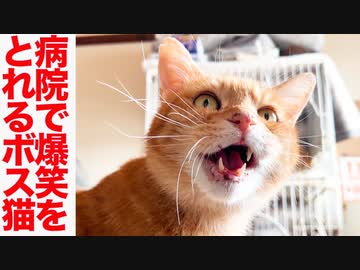 新薬で復活のボス猫、病院で爆笑をかっさらう