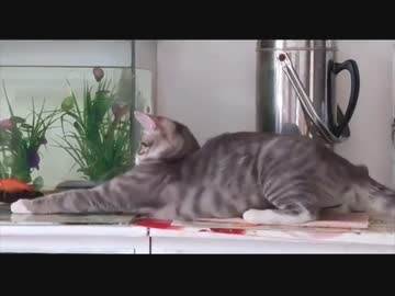 ホモと見る失敗を誤魔化す猫