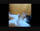 【ショート】ダンスする子猫