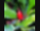 Synsepalum dulcificum ft.vflower