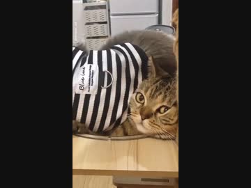 ホモと見る理不尽