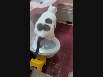 ホモと見る猫の粗相2