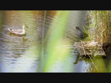カルガモの鳴き声