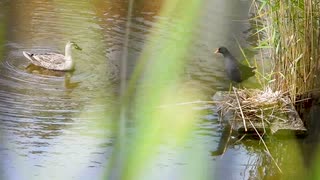 カルガモの鳴き声