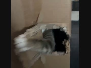 ホモと見る居留守をする猫