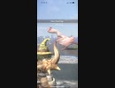 パオウルムー　★4