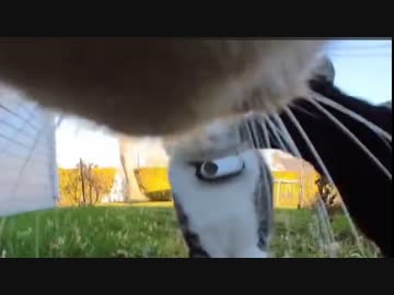 ホモと見る猫の一人称視点