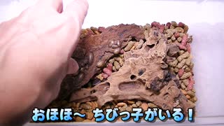 デュビアを増やし過ぎないように飼育。