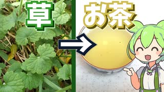 その辺の草でお茶を作るずんだもん～カキドオシでハーブティー～