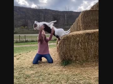 ホモと見る全幅の信頼