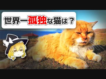 世界一孤独な猫はホッキョクギツネ！？　猫に関するQ&amp;Aまとめ【海外の気になるQ&amp;A】